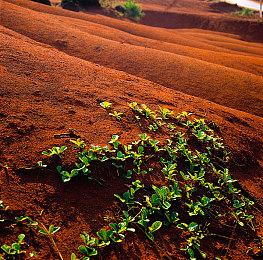 《森林之子》画质对比视频 最低画质惨不忍睹
